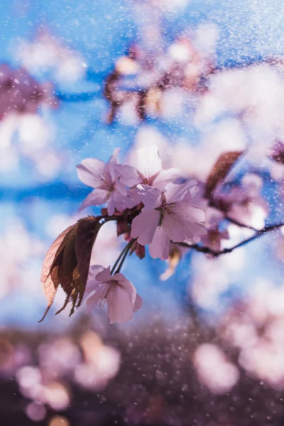 Blommande Cherry Kvistar Våren — Stockfoto