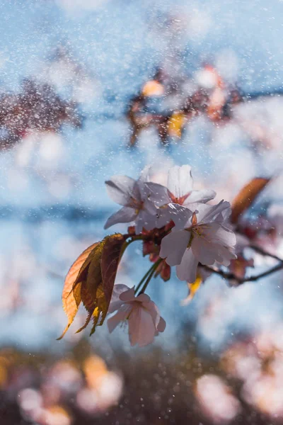 Flor Cereja Galhos Primavera Rússia — Fotografia de Stock