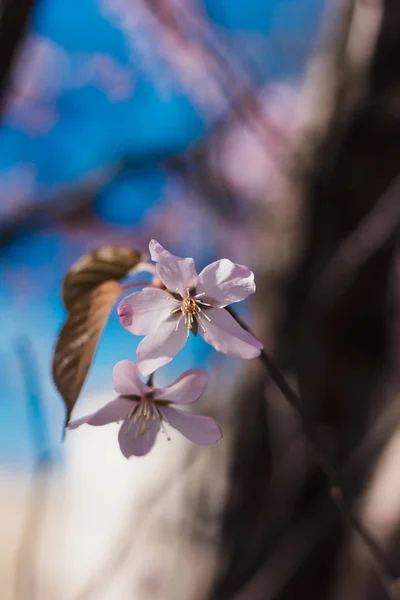 春の桜開花小枝 — ストック写真