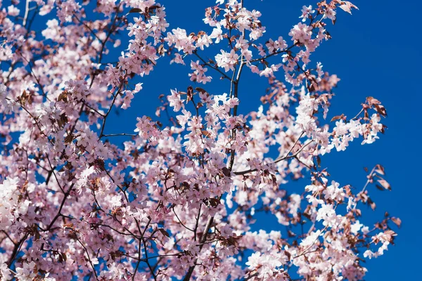 çiçek açması kiraz dallar Rusya bahar