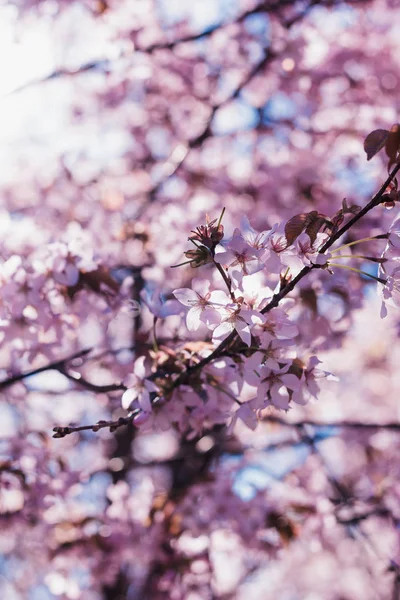 Blommande Cherry Kvistar Våren Ryssland — Stockfoto