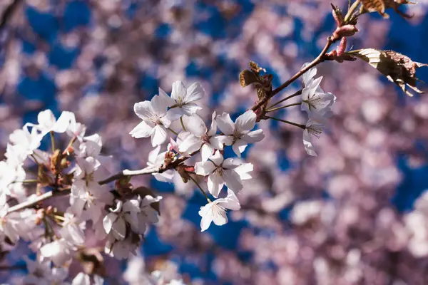 Blossoming Cherry Twigs Spring Royalty Free Stock Images