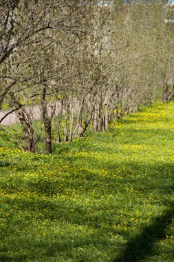 Parkta gündüz sokakta bahar
