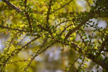Çalıların genç dallarını çiçek açmaya başladı
