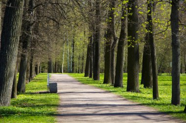 Bahar güneş Ekaterininsky park. Pushkin, Leningrad bölgesinde