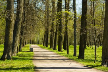 Bahar güneş Ekaterininsky park. Pushkin, Leningrad bölgesinde