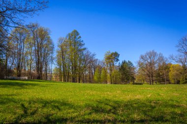Bahar güneş Ekaterininsky park. Pushkin, Leningrad bölgesinde