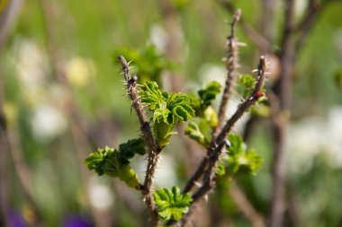 Çalıların genç dallarını çiçek açmaya başladı