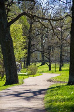 Bahar güneş Ekaterininsky park. Pushkin, Leningrad bölgesinde