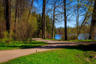Bahar güneşli Catherine Park. Pushkin, Leningrad bölgesinde