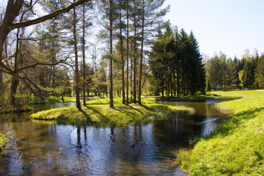 Bahar güneşli Catherine Park. Pushkin, Leningrad bölgesinde
