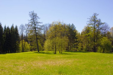 Bahar güneşli Catherine Park. Pushkin, Leningrad bölgesinde