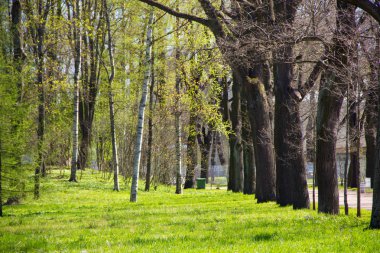 Bahar güneşli Catherine Park. Pushkin, Leningrad bölgesinde