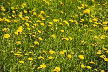 Çiçekler olan bir alana. Sarı dandelions alanıyla