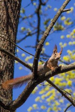 Sincap bir dalda oturur