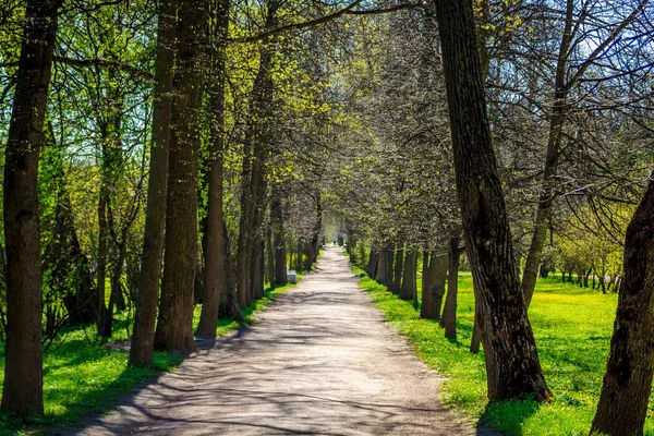 Parkta gündüz sokakta bahar