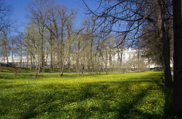 Jarní Alej Parku Dne — Stock fotografie