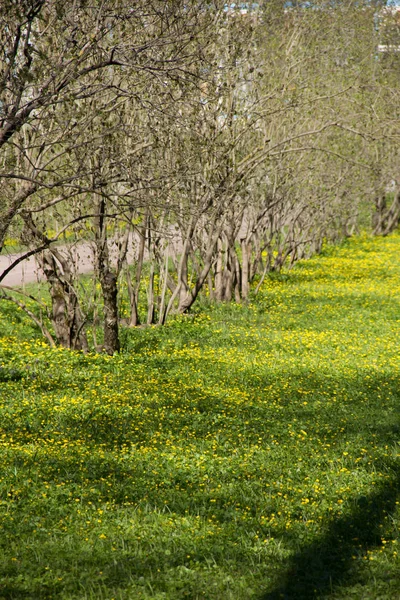 Parkta gündüz sokakta bahar