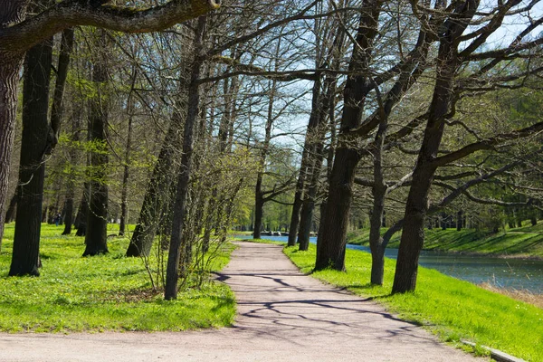 Bahar güneş Ekaterininsky park. Pushkin, Leningrad bölgesinde