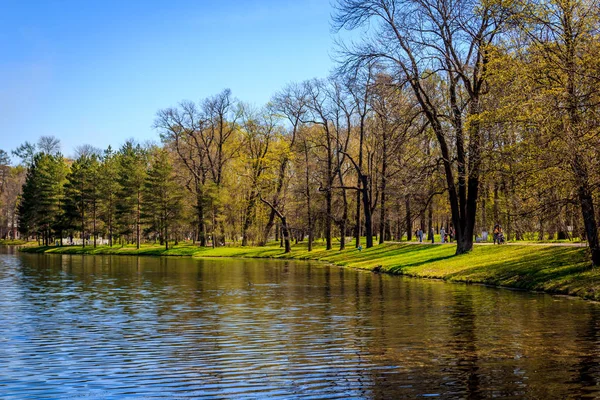 Bahar güneş Ekaterininsky park. Pushkin, Leningrad bölgesinde
