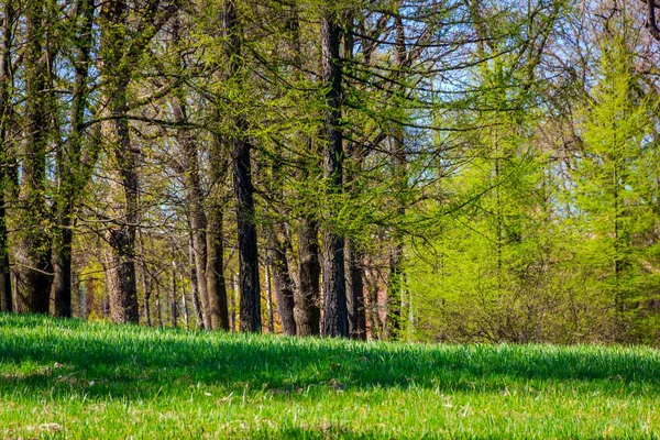 Bahar güneş Ekaterininsky park. Pushkin, Leningrad bölgesinde