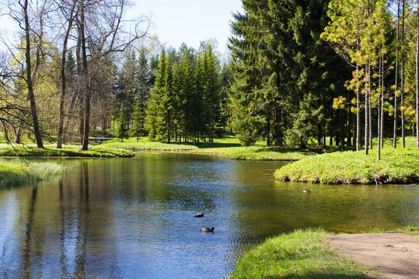 Bahar güneş Ekaterininsky park. Pushkin, Leningrad bölgesinde