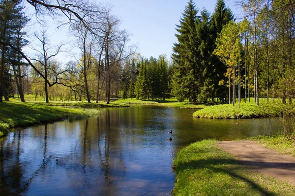 Bahar güneşli Catherine Park. Pushkin, Leningrad bölgesinde