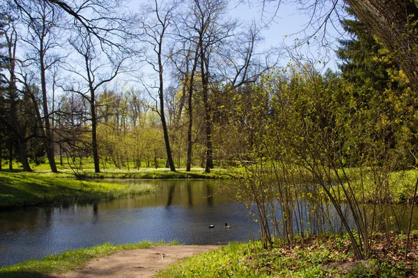 Bahar güneşli Catherine Park. Pushkin, Leningrad bölgesinde