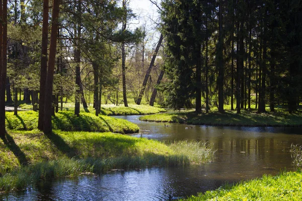 Bahar güneşli Catherine Park. Pushkin, Leningrad bölgesinde
