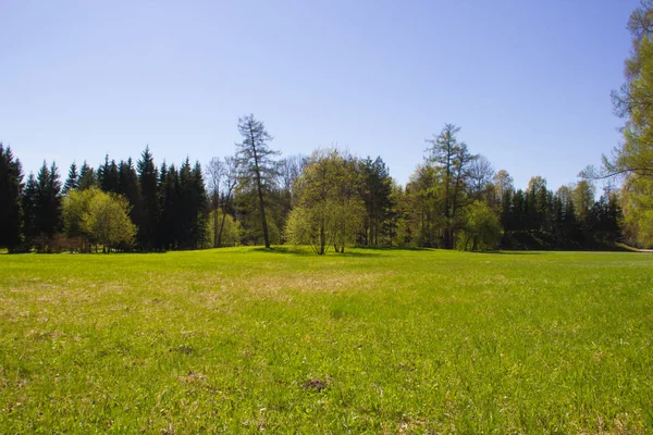 Bahar güneşli Catherine Park. Pushkin, Leningrad bölgesinde