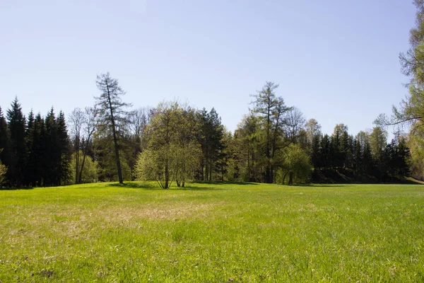 Bahar güneşli Catherine Park. Pushkin, Leningrad bölgesinde