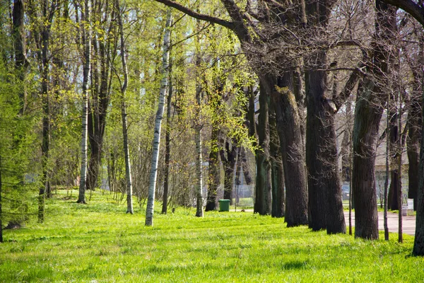 Bahar güneşli Catherine Park. Pushkin, Leningrad bölgesinde