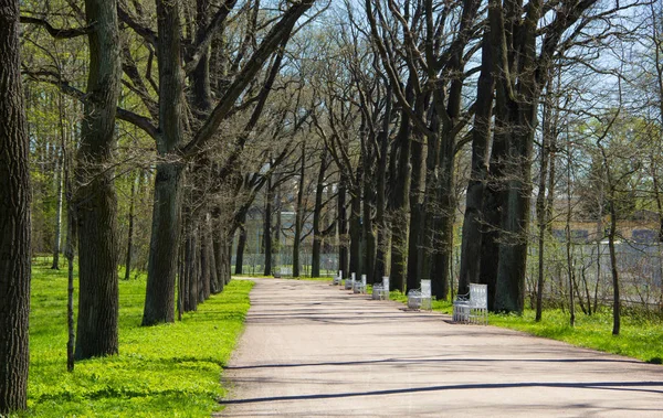 Bahar güneşli Catherine Park. Pushkin, Leningrad bölgesinde