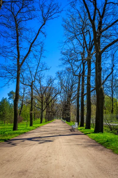 Bahar güneşli Catherine Park. Pushkin, Leningrad bölgesinde