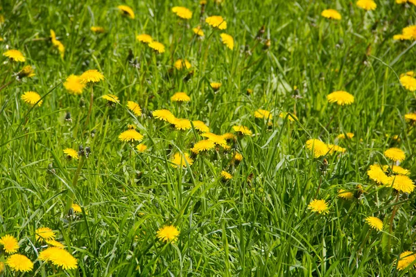 Çiçekler olan bir alana. Sarı dandelions alanıyla