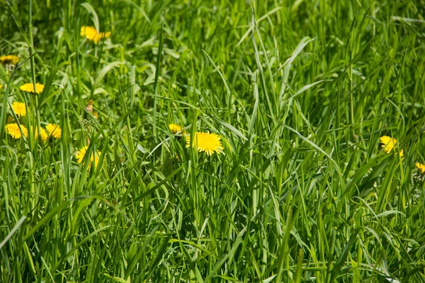 Field Flowers Field Yellow Dandelions — Stock Photo, Image