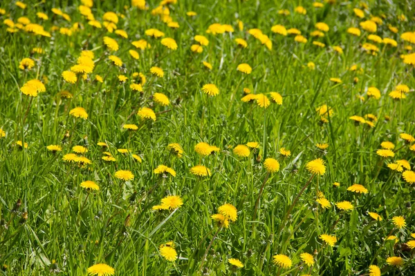 Çiçekler olan bir alana. Sarı dandelions alanıyla