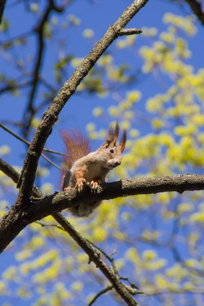 Squirrel Sits Branch — Stock Photo, Image