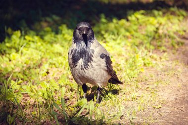 Gri siyah kan yol boyunca yürür
