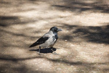 Gri siyah kan yol boyunca yürür