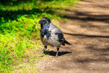 Gri siyah kan yol boyunca yürür