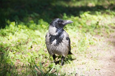 Gri siyah kan yol boyunca yürür