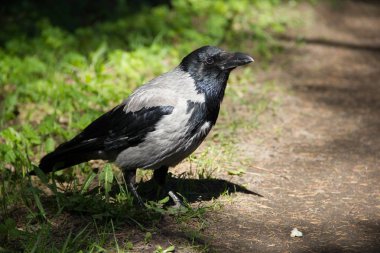 Gri siyah kan yol boyunca yürür