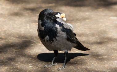 Gri siyah kan yol boyunca yürür