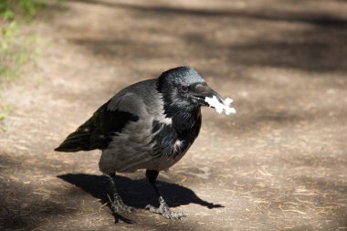 Gri siyah kan yol boyunca yürür