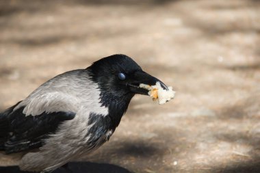 Gri siyah kan yol boyunca yürür