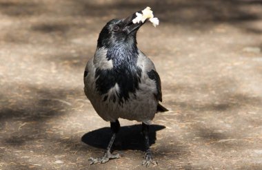 Gri siyah kan yol boyunca yürür