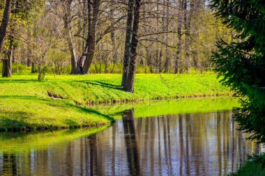 Bahar güneşli Catherine Park. Pushkin, Leningrad bölgesinde