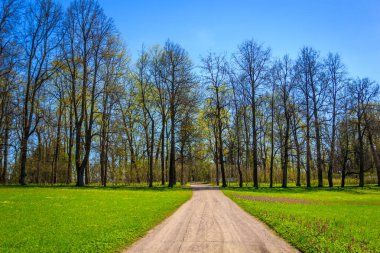 Bahar güneşli Catherine Park. Pushkin, Leningrad bölgesinde