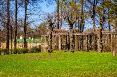 Bahar güneşli Catherine Park. Pushkin, Leningrad bölgesinde